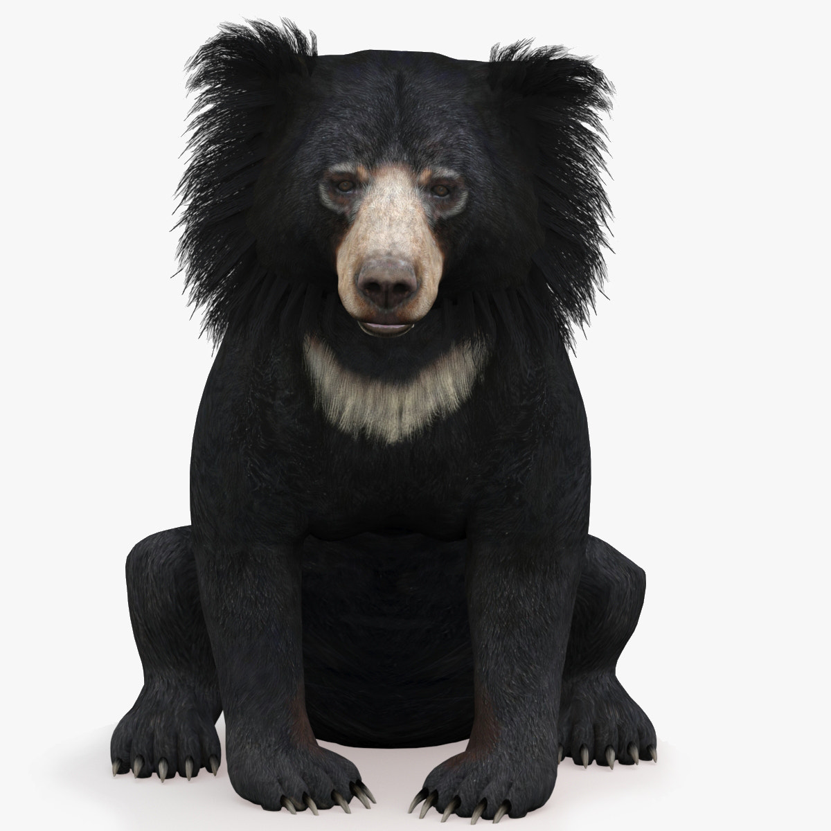 Rigged Sloth Bear 3D Model for Download