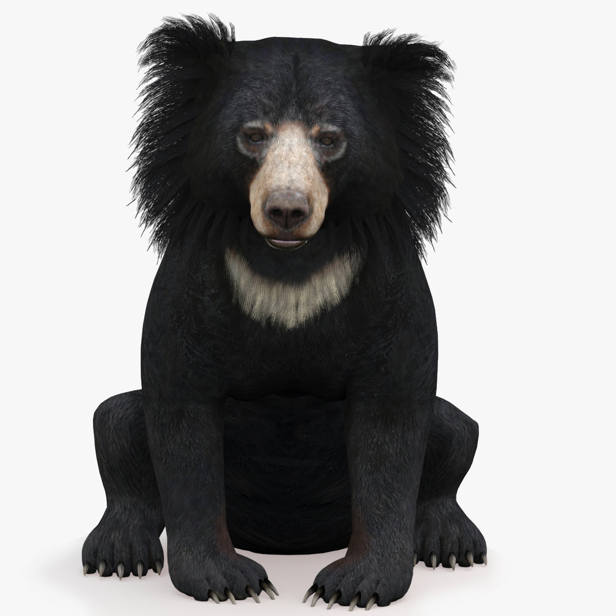 Rigged Sloth Bear 3D Model for Download
