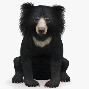 Rigged Sloth Bear 3D Model for Download Thumbnail
