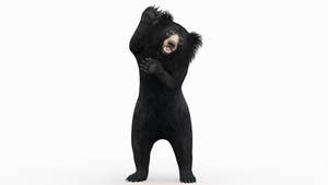 Sloth Bear 3D Model Rigged with 3ds Max CAT motion | PROmax3D Thumbnail