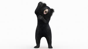Sloth Bear 3D Model Rigged with 3ds Max CAT motion | PROmax3D Thumbnail