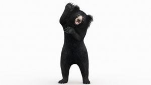 Sloth Bear 3D Model Rigged with 3ds Max CAT motion | PROmax3D Thumbnail