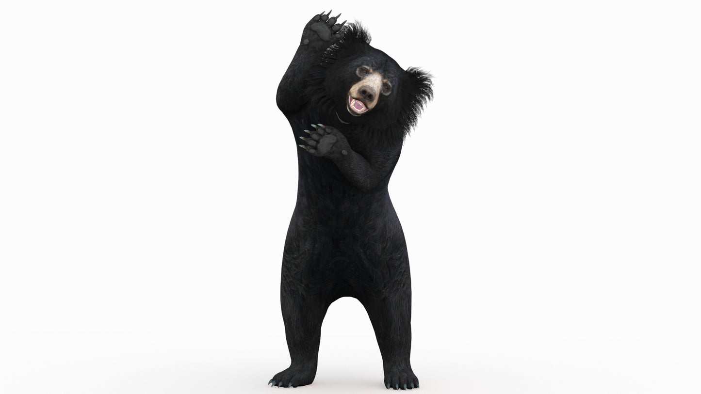 Sloth Bear 3D Model Rigged