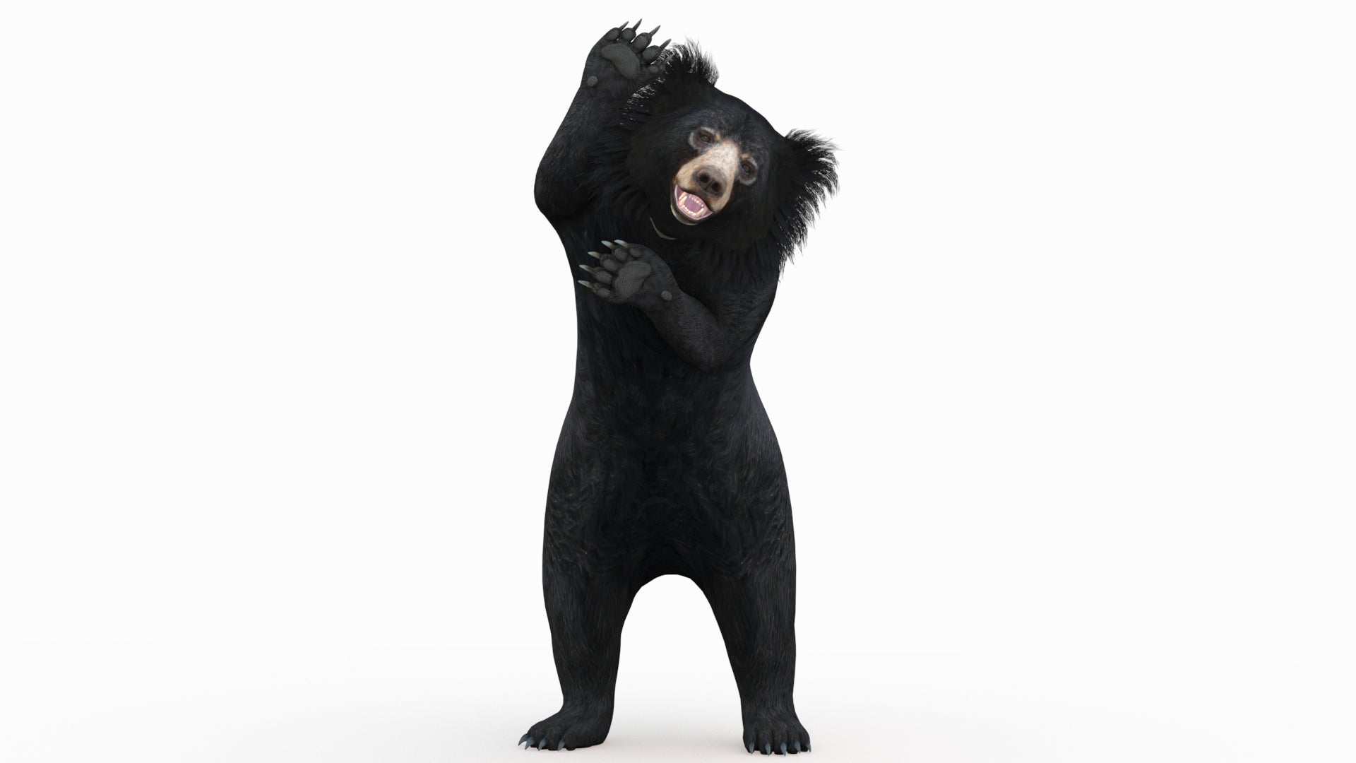 Sloth Bear 3D Model Rigged with 3ds Max CAT motion | PROmax3D