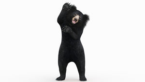 Sloth Bear 3D Model Rigged with 3ds Max CAT motion | PROmax3D Thumbnail