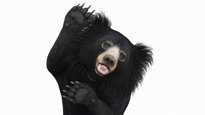 Sloth Bear 3D Model Rigged