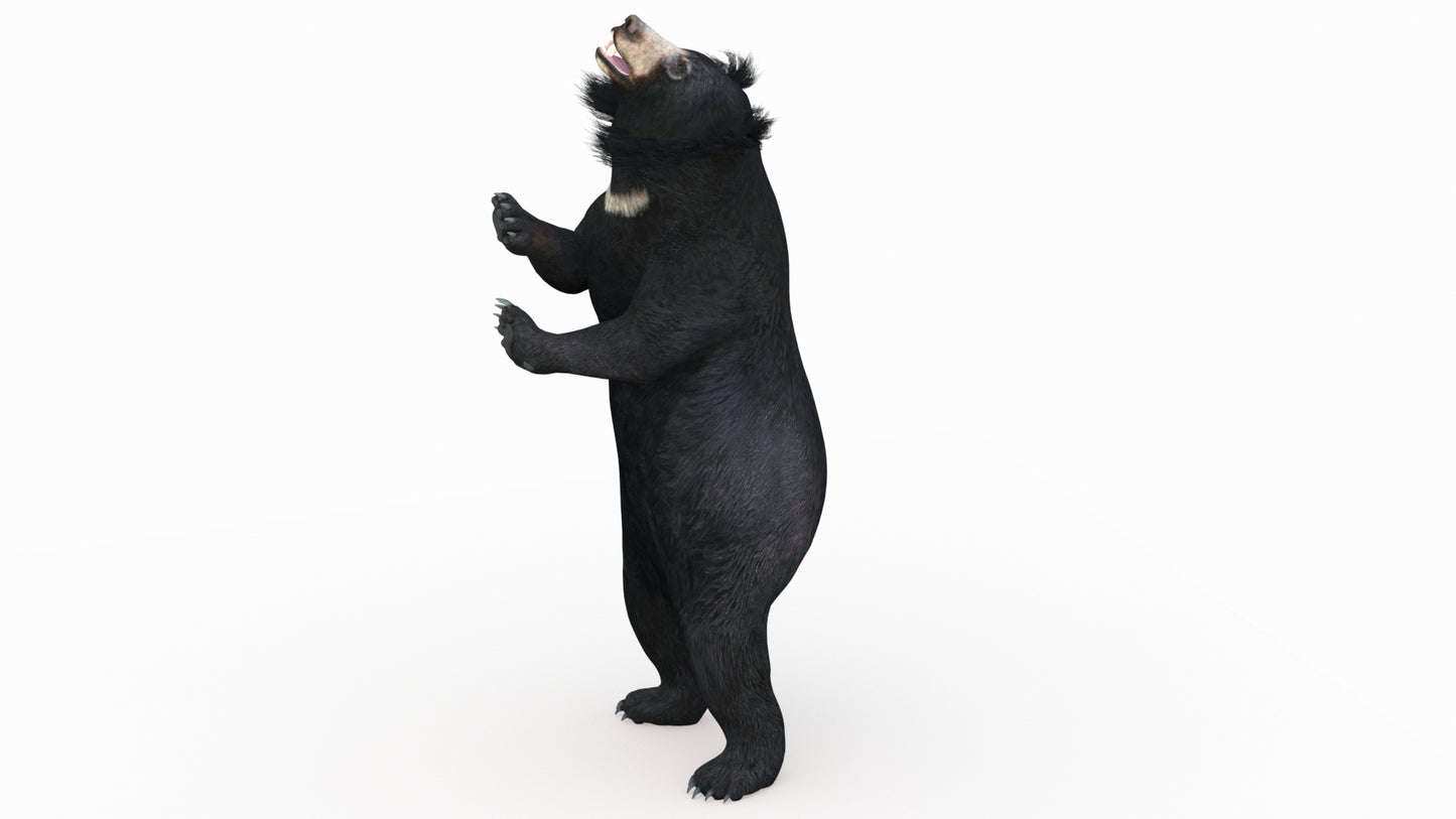 Sloth Bear 3D Model Rigged