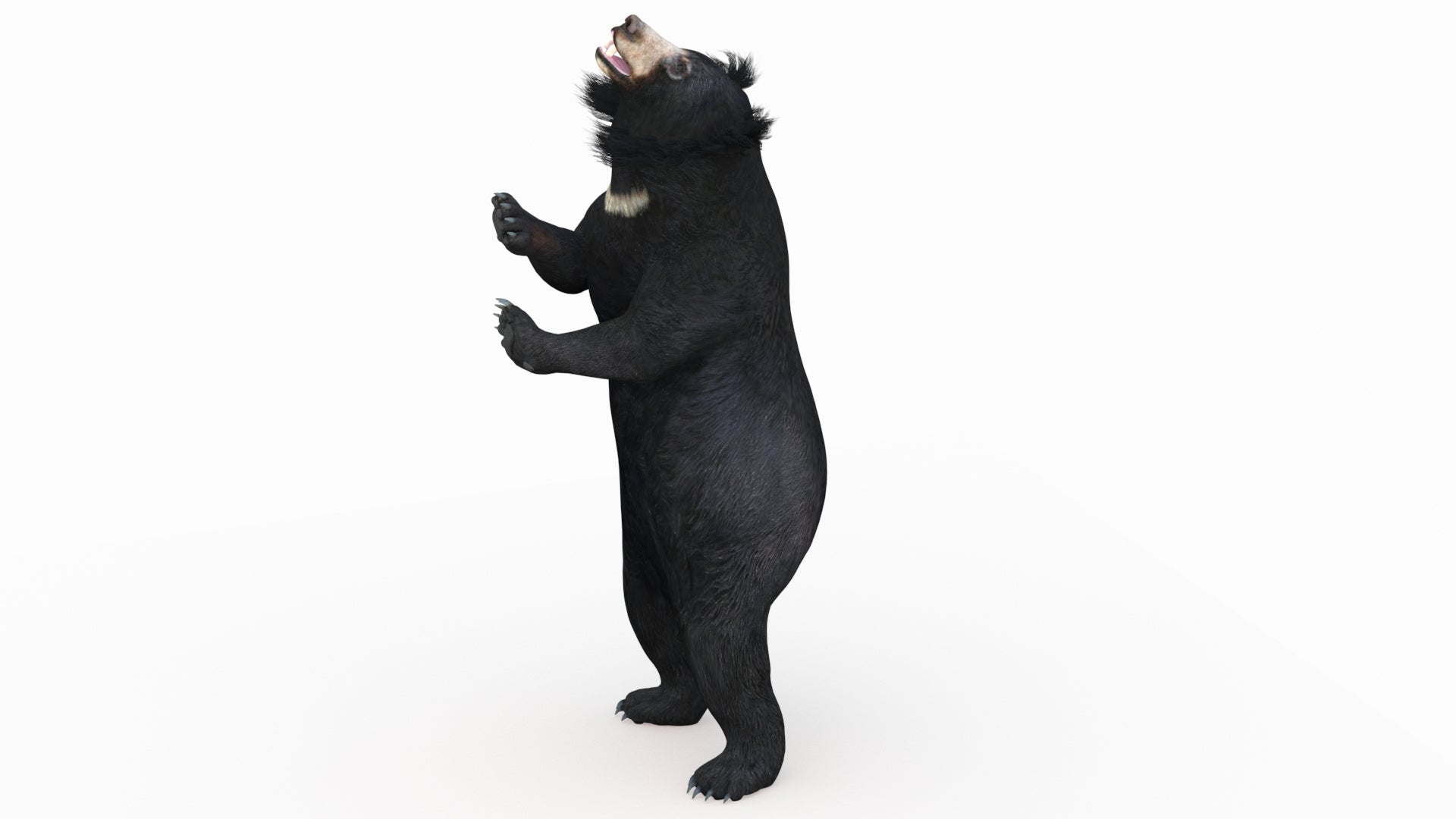 Rigged Sloth Bear 3D Model for Download