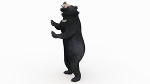 Rigged Sloth Bear 3D Model for Download Thumbnail