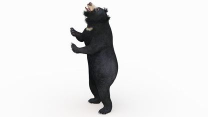 Sloth Bear 3D Model Rigged
