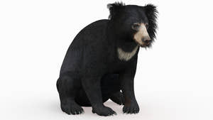 Realistic Rigged Sloth Bear 3D Model Thumbnail