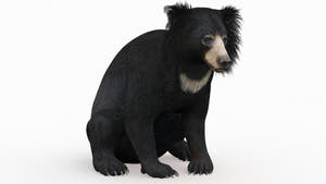Realistic Rigged Sloth Bear 3D Model Thumbnail