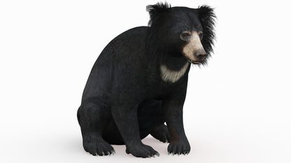 Sloth Bear 3D Model Rigged