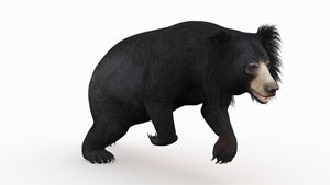 Lifelike Rigged Sloth Bear 3D Model Running Pose Thumbnail