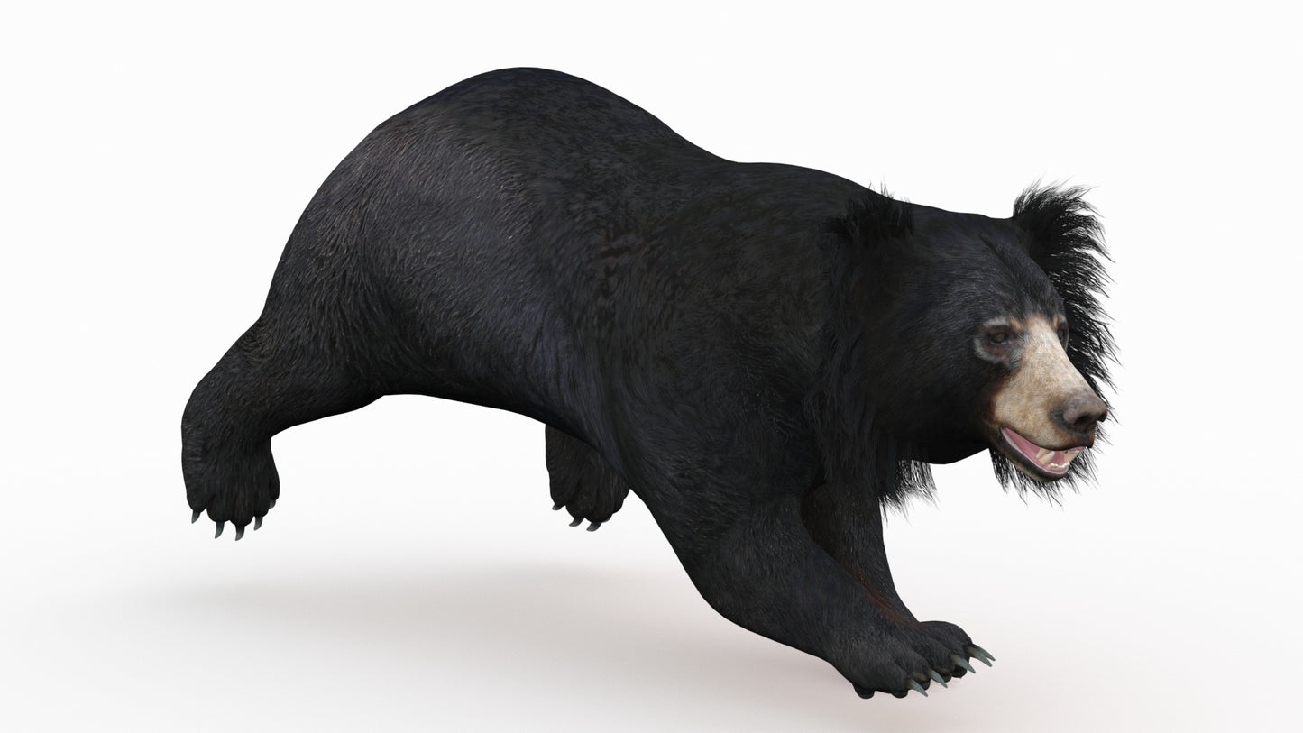 Sloth Bear 3D Model Rigged