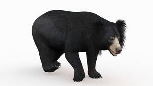 Sloth Bear 3D Model Walking for CGI Thumbnail
