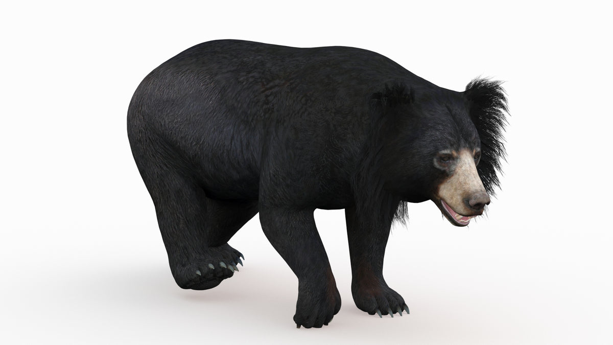 Sloth Bear 3D Model Walking for CGI
