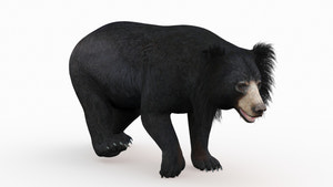 Sloth Bear 3D Model Walking for CGI Thumbnail