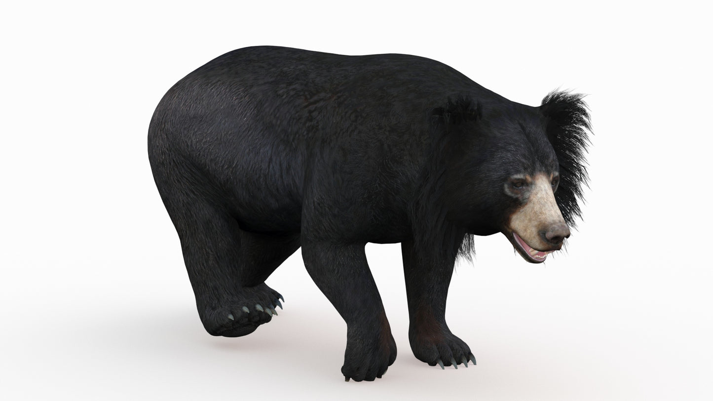 Sloth Bear 3D Model Rigged