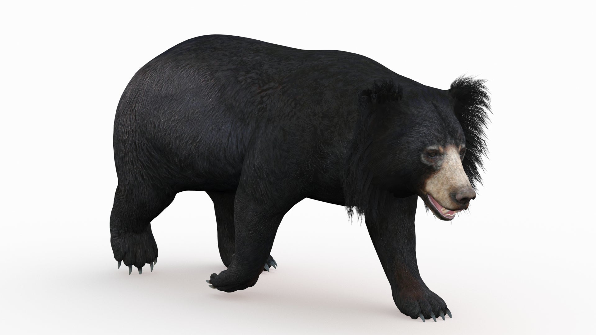 Rigged Sloth Bear 3D Model for Download
