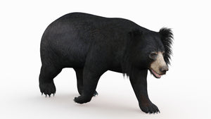 Rigged Sloth Bear 3D Model for Download Thumbnail