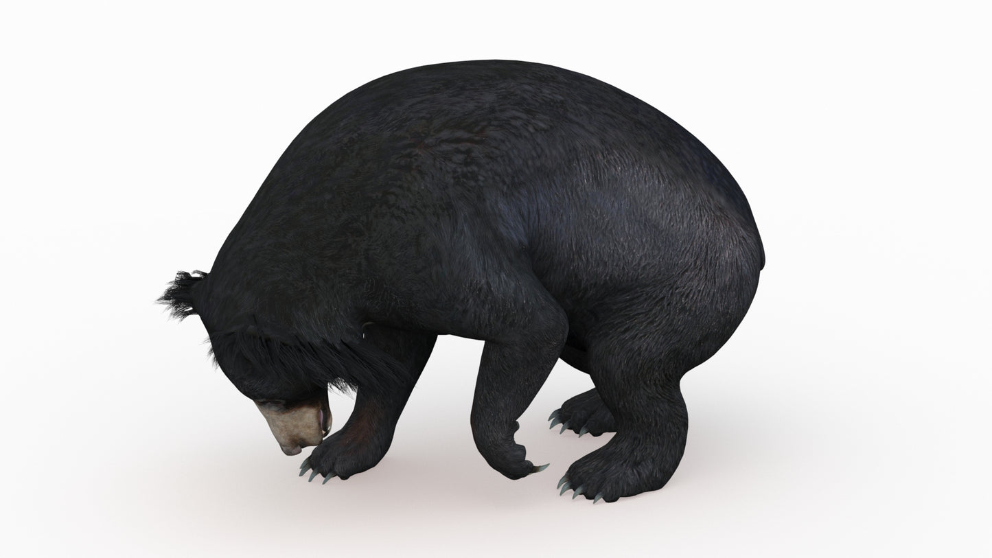 Sloth Bear 3D Model Rigged