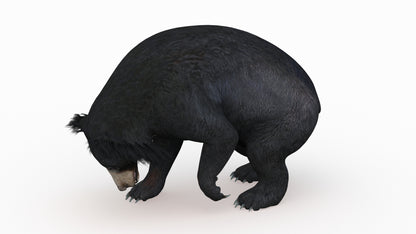 Sloth Bear 3D Model Rigged