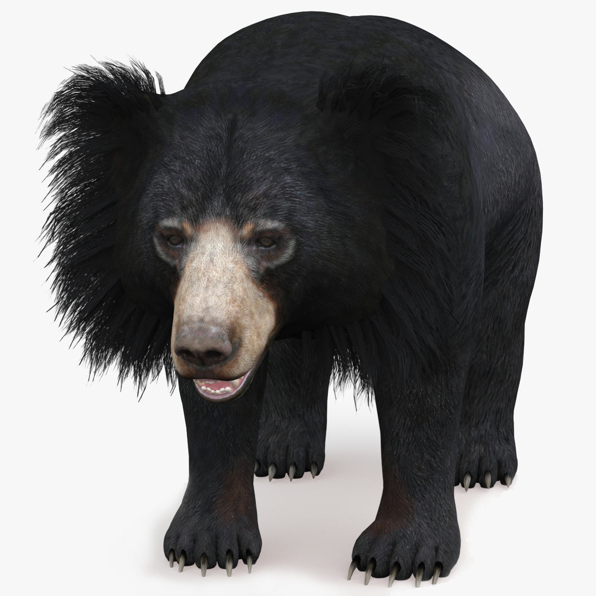 Sloth Bear 3D Model Signature Pose for Download