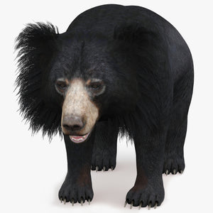 Sloth Bear 3D Model Signature Pose for Download Thumbnail