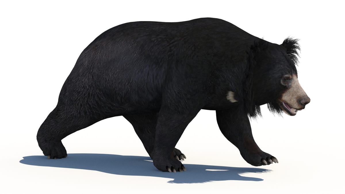 Animated Bear Family 3D Bundle — Black Bear and Sloth Bear - 360 Degree View