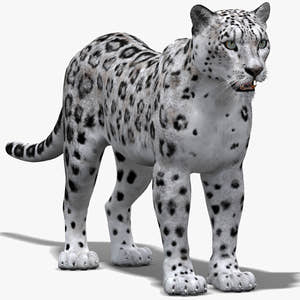 Realistic Snow Leopard 3D Model for Download Thumbnail
