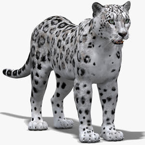 Realistic Snow Leopard 3D Model for Download Thumbnail