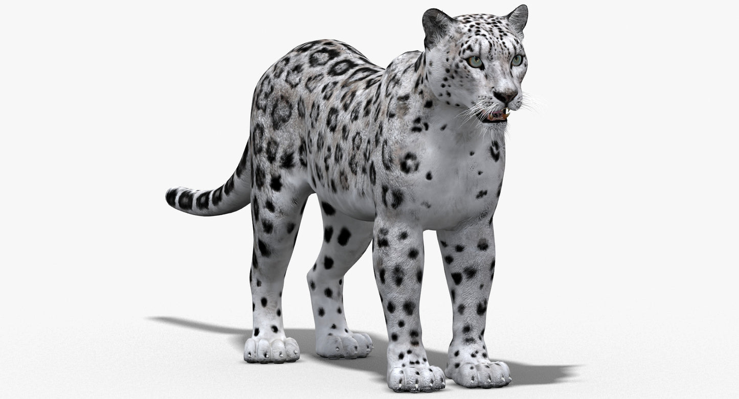 Big Cats 03 3D Model