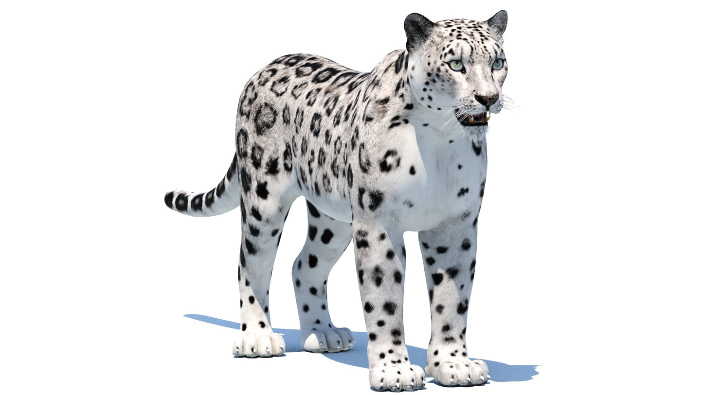 Snow Leopard 3D Model