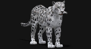 Realistic Snow Leopard 3D Model for Download Thumbnail