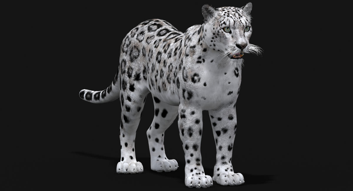 Realistic Snow Leopard 3D Model for Download