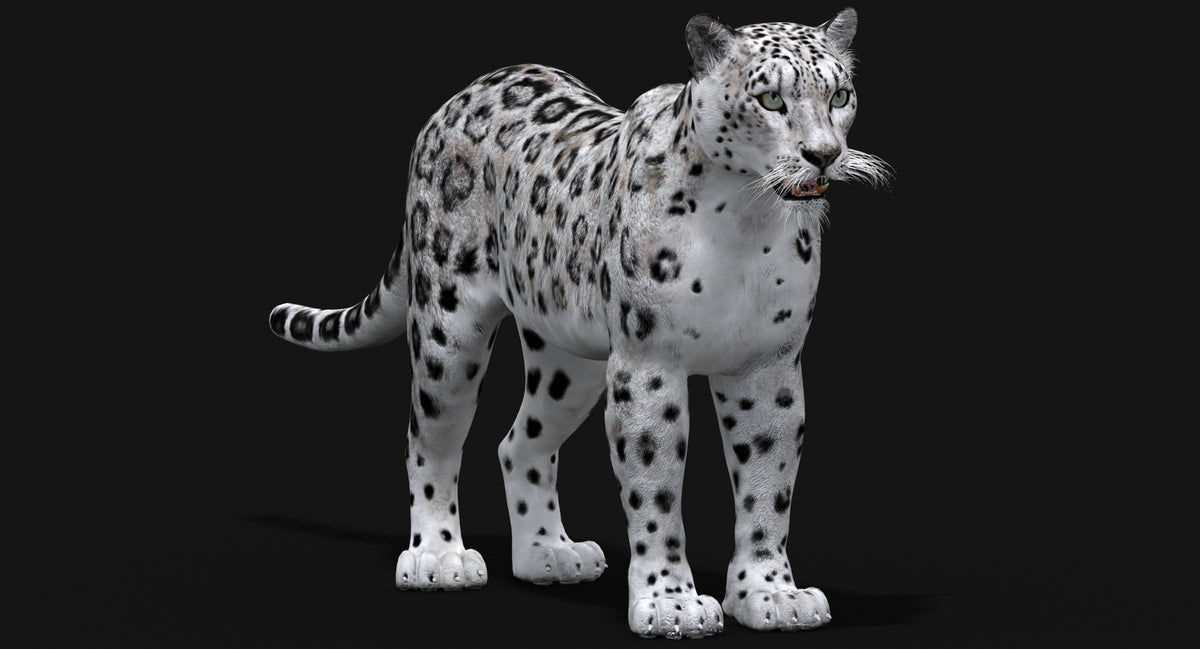 Realistic Snow Leopard 3D Model for Download