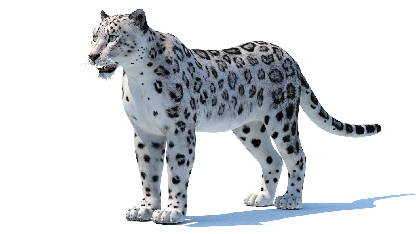 Snow Leopard 3D Model