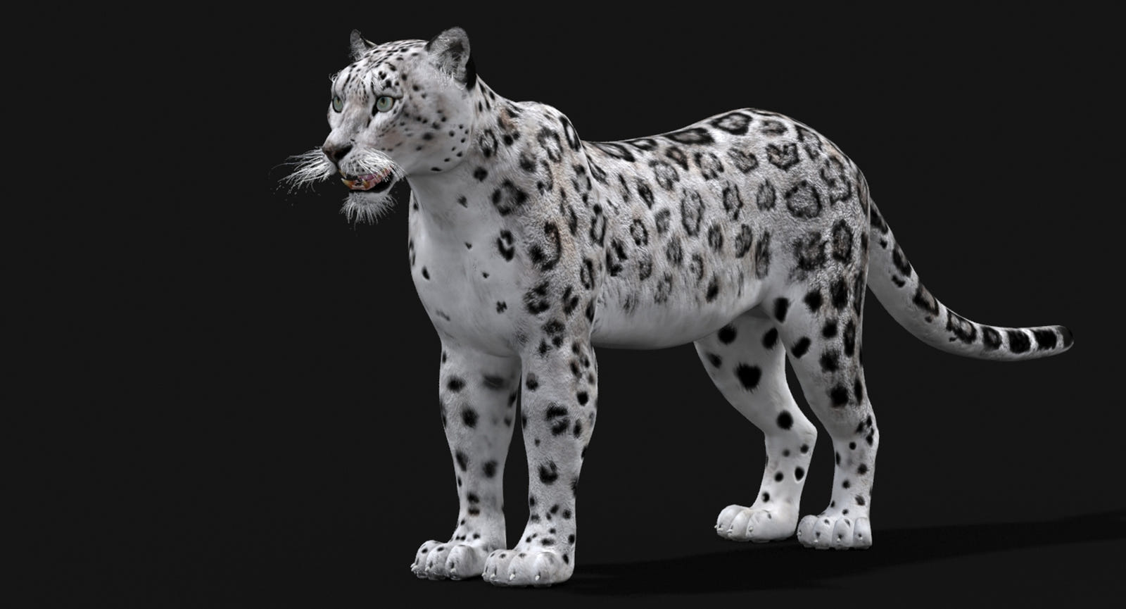 Realistic Snow Leopard 3D Model for game