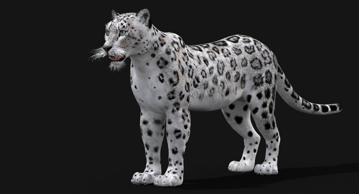 Realistic Snow Leopard 3D Model for game