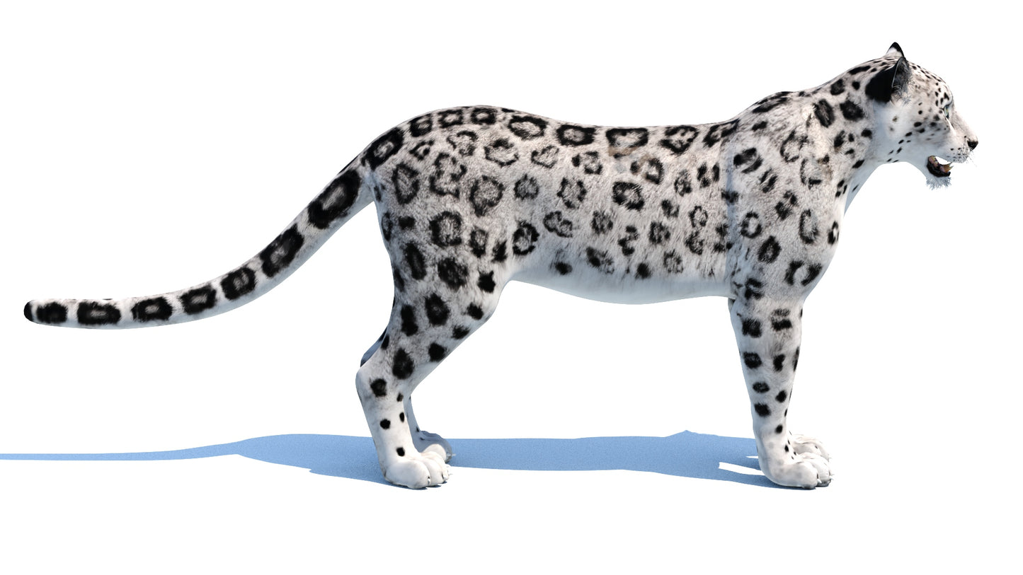 Snow Leopard 3D Model