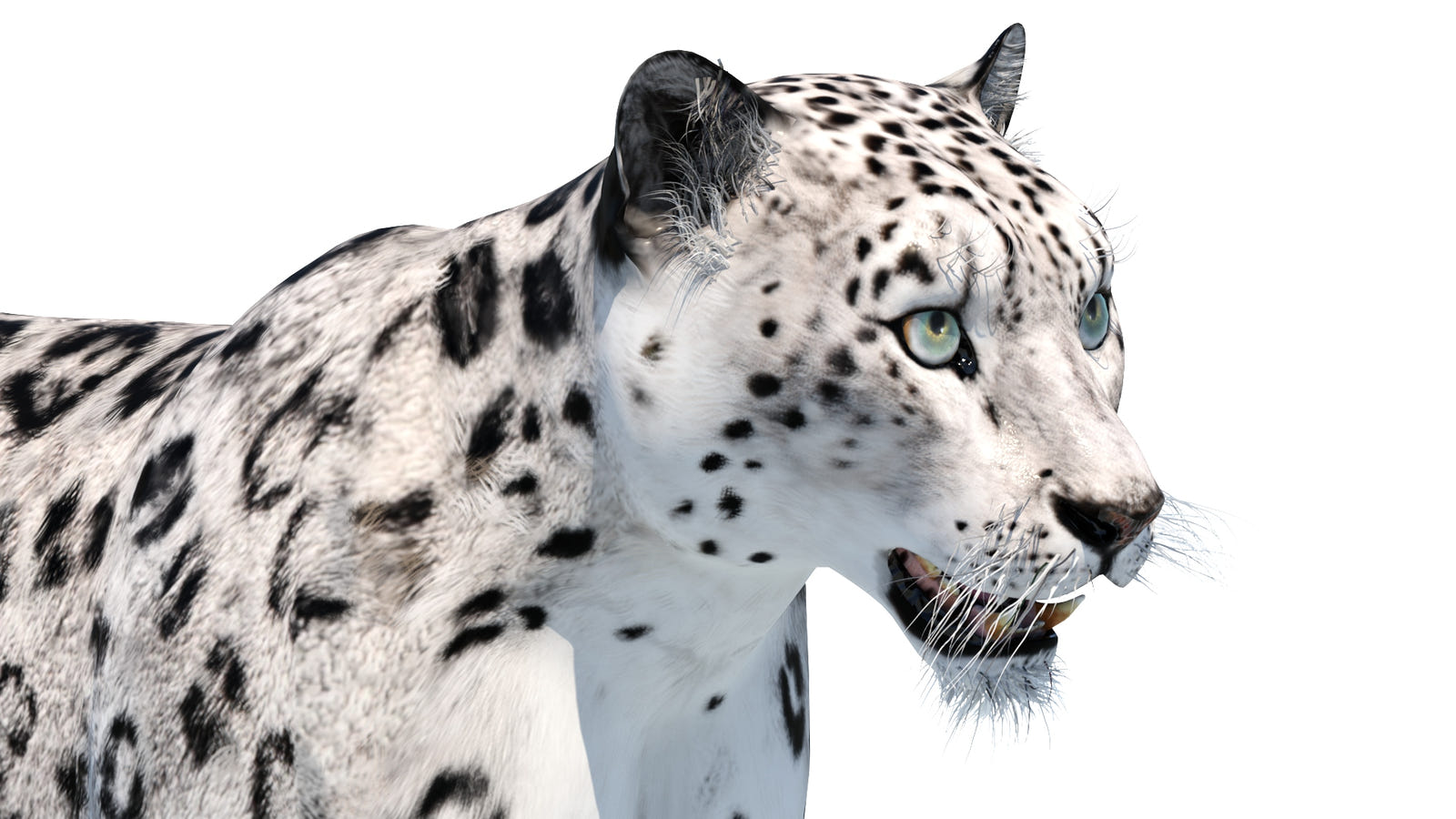 Realistic Snow Leopard 3D Model for Download: Head Close Up View