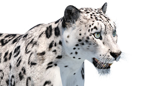 Realistic Snow Leopard 3D Model for Download: Head Close Up View Thumbnail