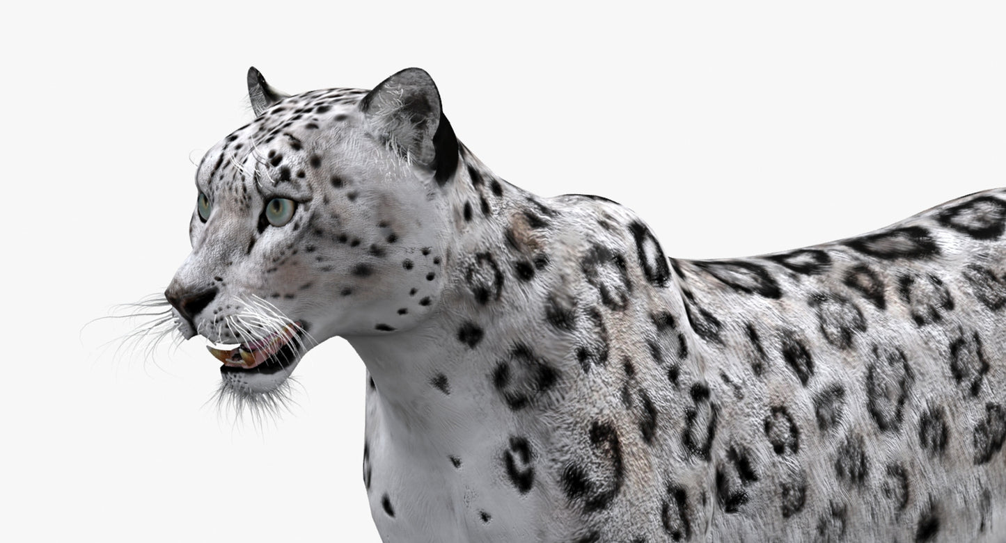 Big Cats 03 3D Model