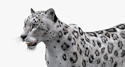 Big Cats 03 3D Model