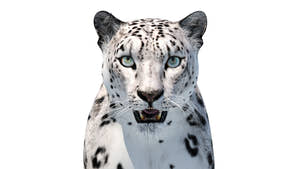 Realistic Snow Leopard 3D Model for Download: Head Close Up Front View View Thumbnail