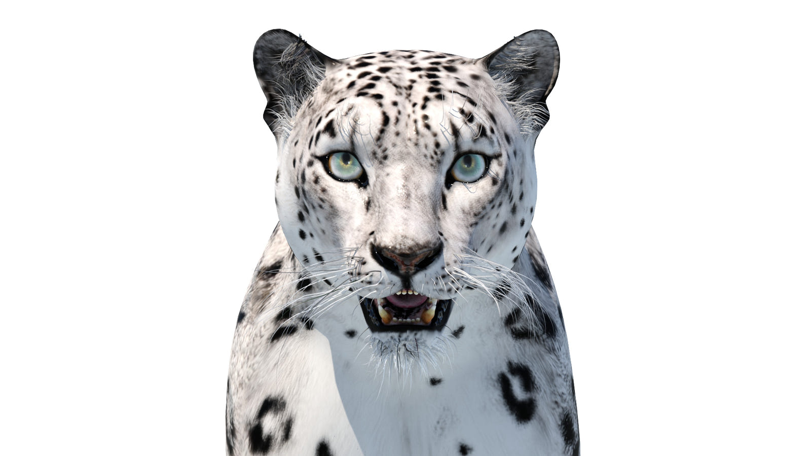 Realistic Snow Leopard 3D Model for Download: Head Close Up Front View View