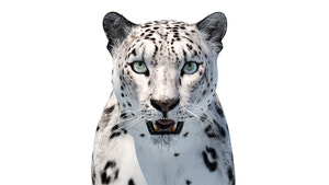 Realistic Snow Leopard 3D Model for Download: Head Close Up Front View View Thumbnail