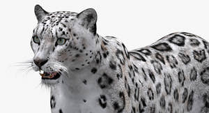 Big Cats 03 3D Model Thumbnail