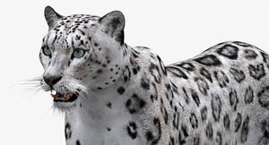 Big Cats 03 3D Model Thumbnail